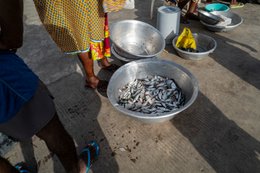 Accra;-Ghana;-Jamestown;-fishing-harbour;-fish;-sardinella;-small-pelagics;-landing;-basin;-crate;-fish-traders;-artisanal-fishing;-overfishing;-Gulf-of-Guinea;-West-Africa;-historic-district;-daily-life;-documentary-photography;-Kaleidos;-Kaleidos-images;-La-parole-à-limage;-Stories-Pictures;-Tarek-Charara